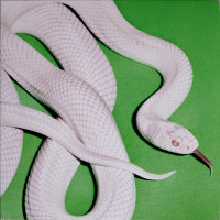 Вінілова платівка  Deftones - Private Music (Vinyl, LP, Album)